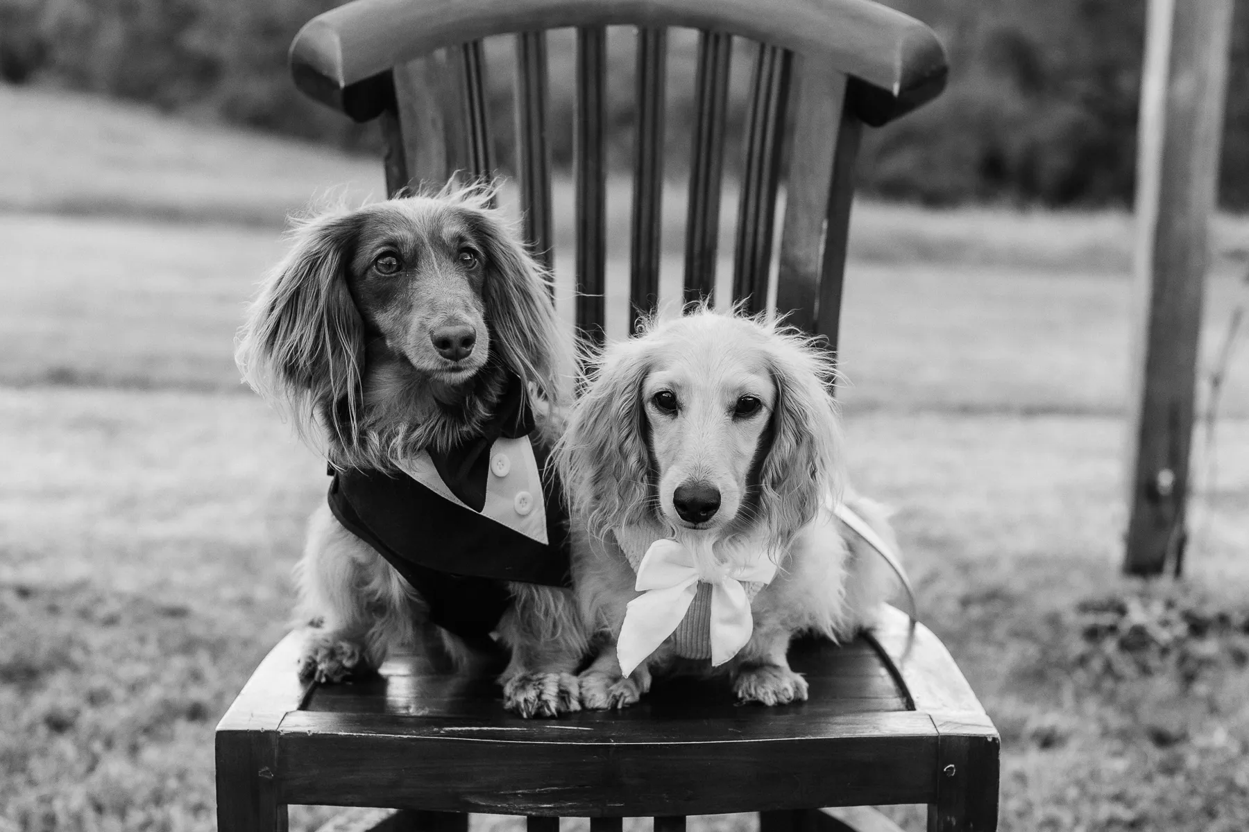 Two dachshunds dressed for the wedding on a wooden chair, black and white